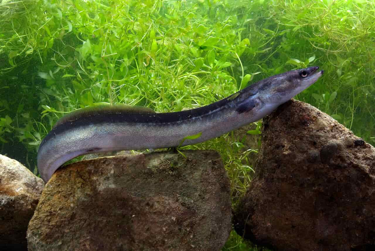 Eel,In,Rocky,River