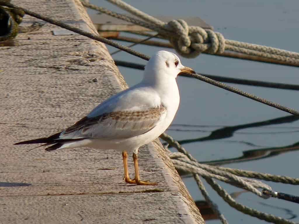 gabbiani garda