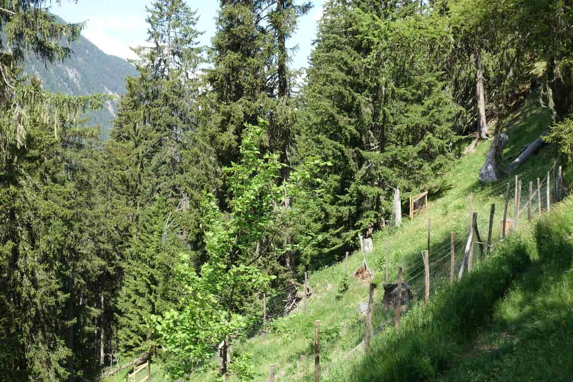 INCONTRO SVIZZERA BOSTRICO PIANTE ALBERI BOSCO_2_imagefullwide