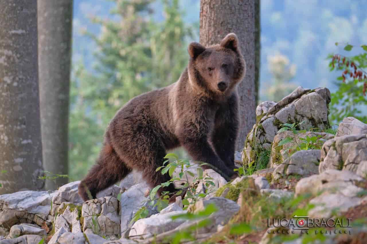 SLOVENIA FOTO ORSO