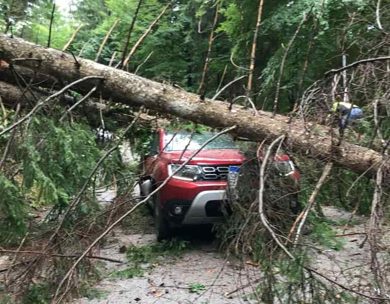 PIANTA CADUTA SU AUTO A TREMALZO (4)