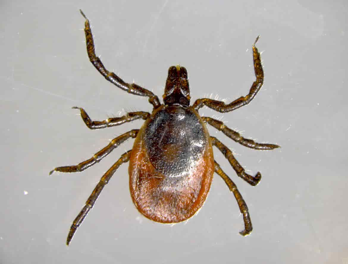 zecca 2 Ixodes-ricinus_imagefullwide