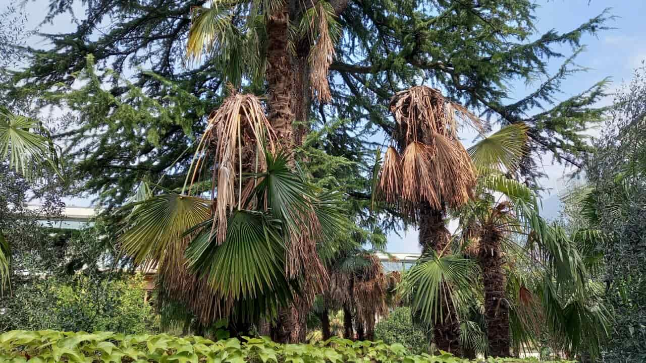 PALME ARCO MALATE PARASSITA (1)