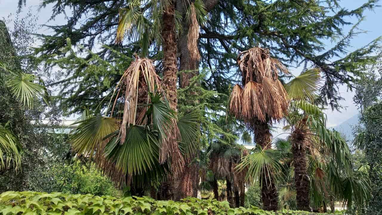 PALME ARCO MALATE PARASSITA (2)