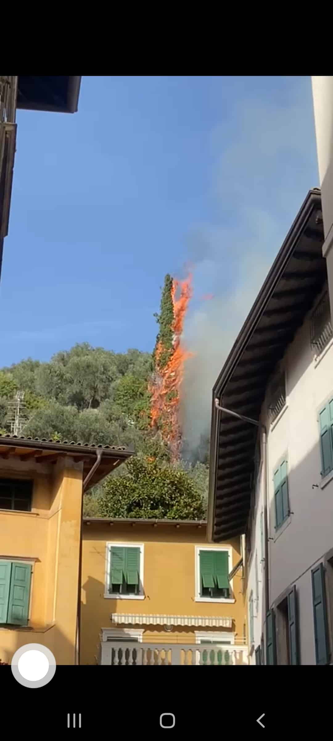 INCENDIO PIANTA OLIVAIA ARCO (2)