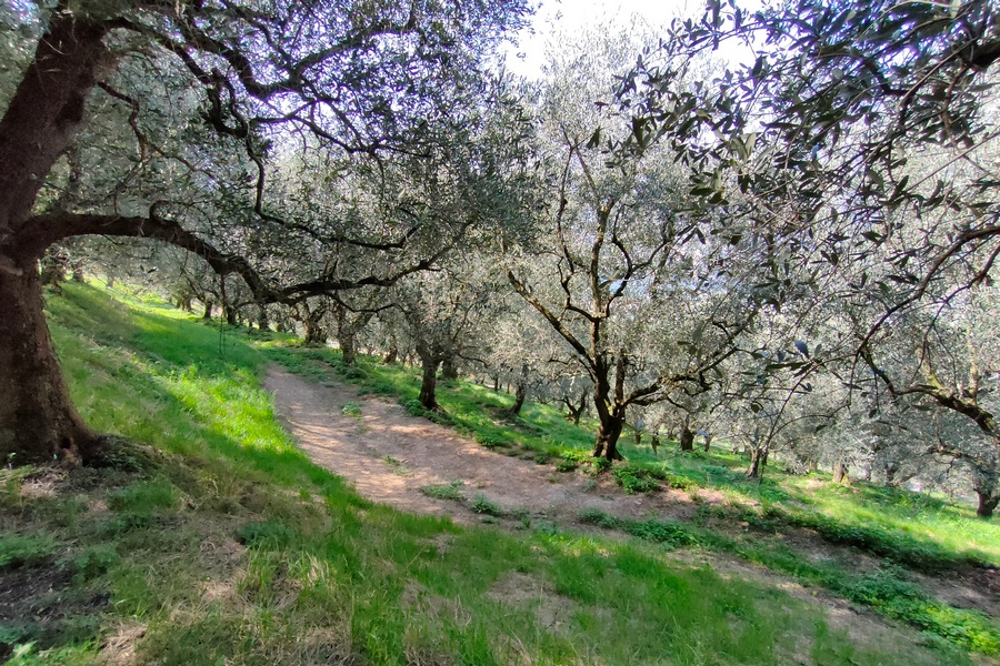 olivi camminata 03