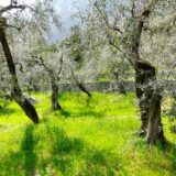 Innovazioni per l'olivicoltura gardesana - Arco - venerdì 10