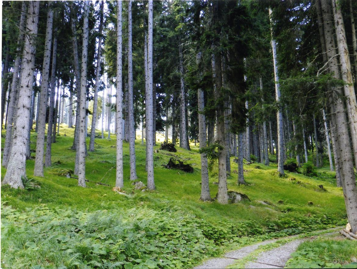 bosco-foresta-piante-trentino.jpg