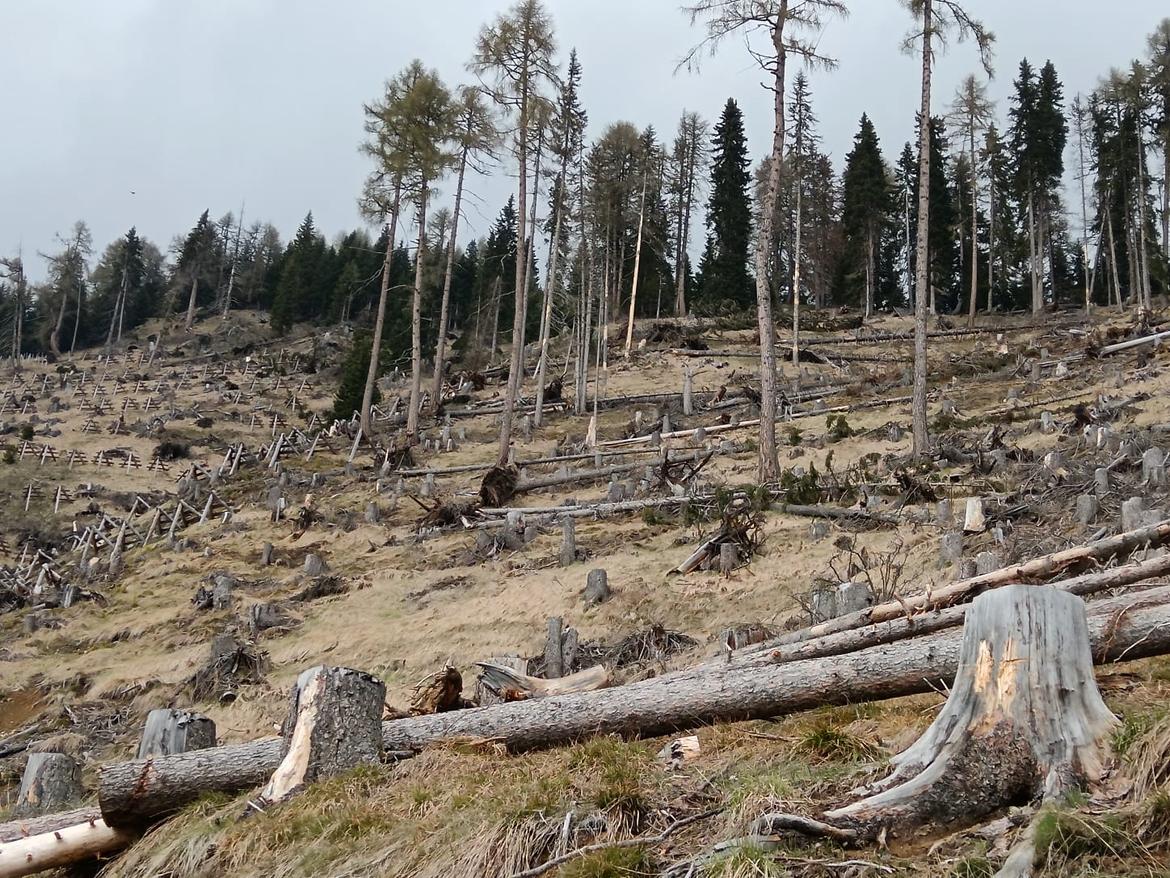 bostrico boschi foreste trentino euregio 2