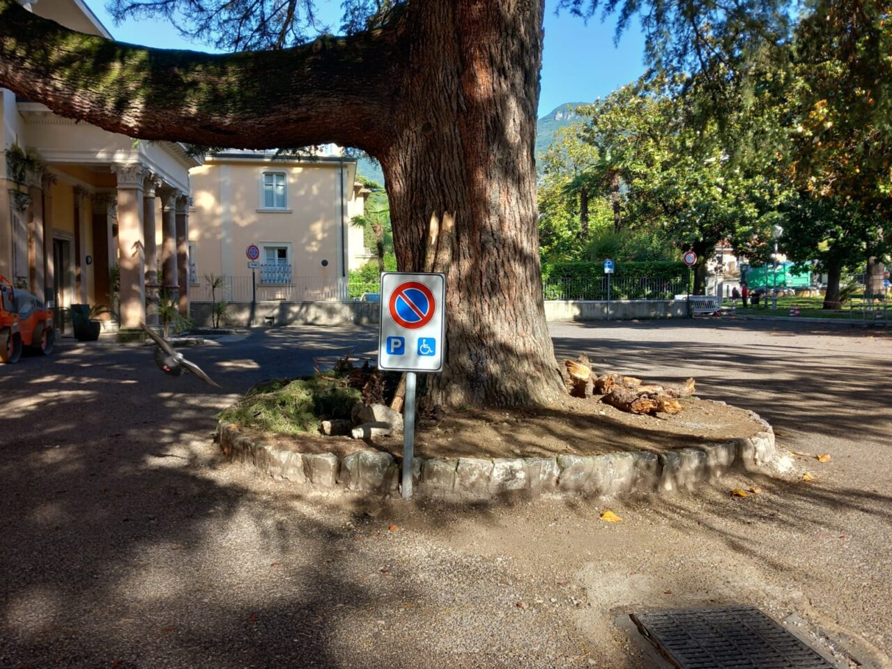 RADICI CEDRO TAGLIATE CASINò ARCO (1)