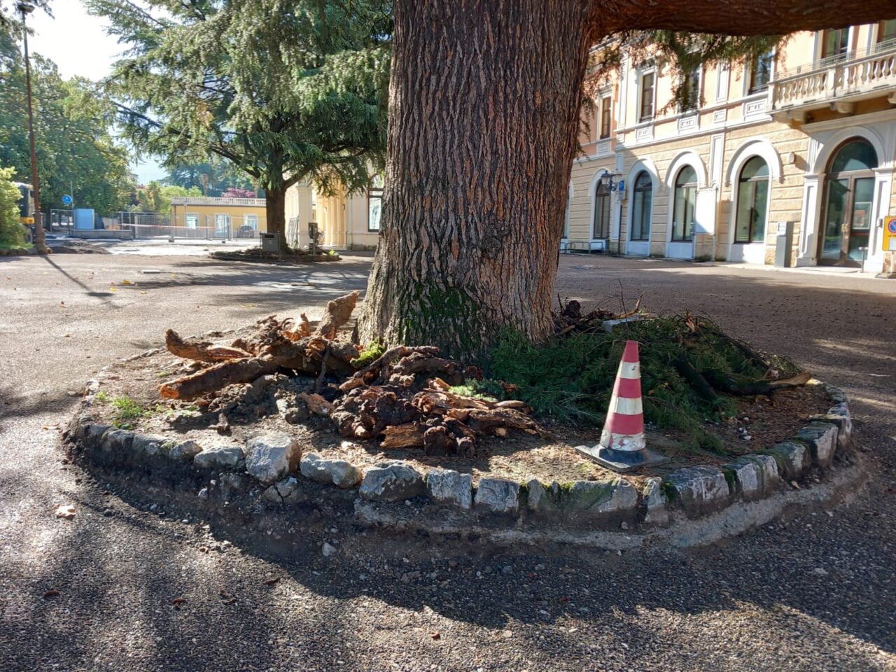 RADICI CEDRO TAGLIATE CASINò ARCO (2)