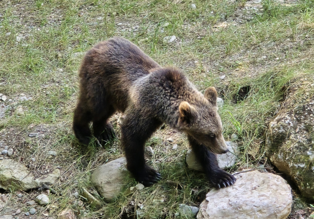 20240811 orso trentino parco spormaggiore (1)