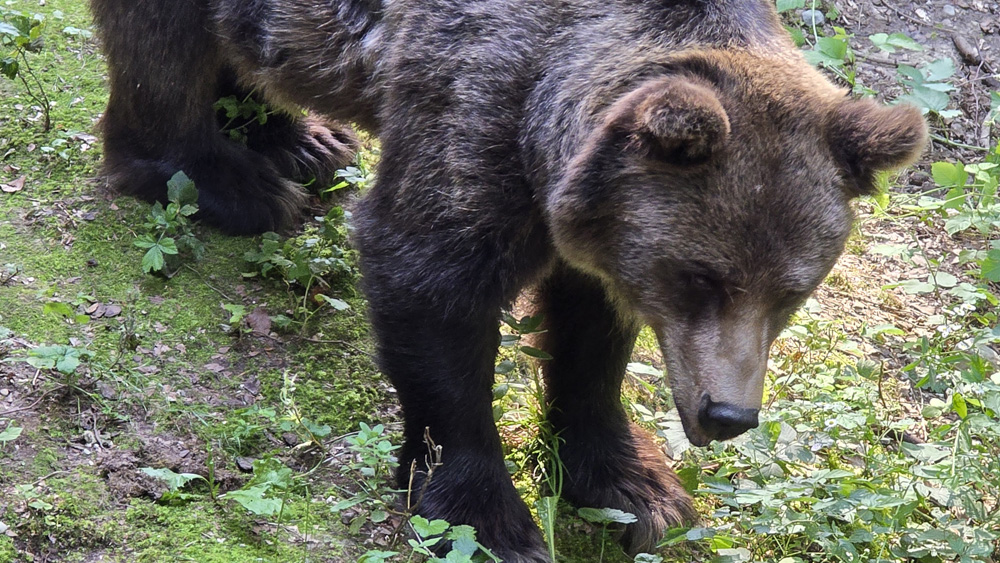 20240811 orso trentino parco spormaggiore (10)