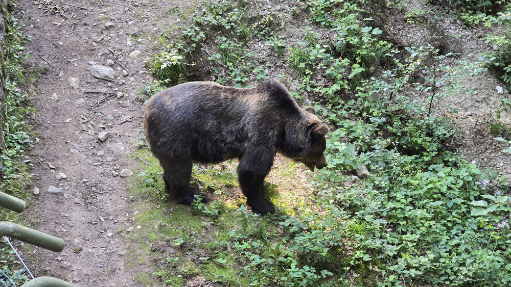 20240811 orso trentino parco spormaggiore (11)