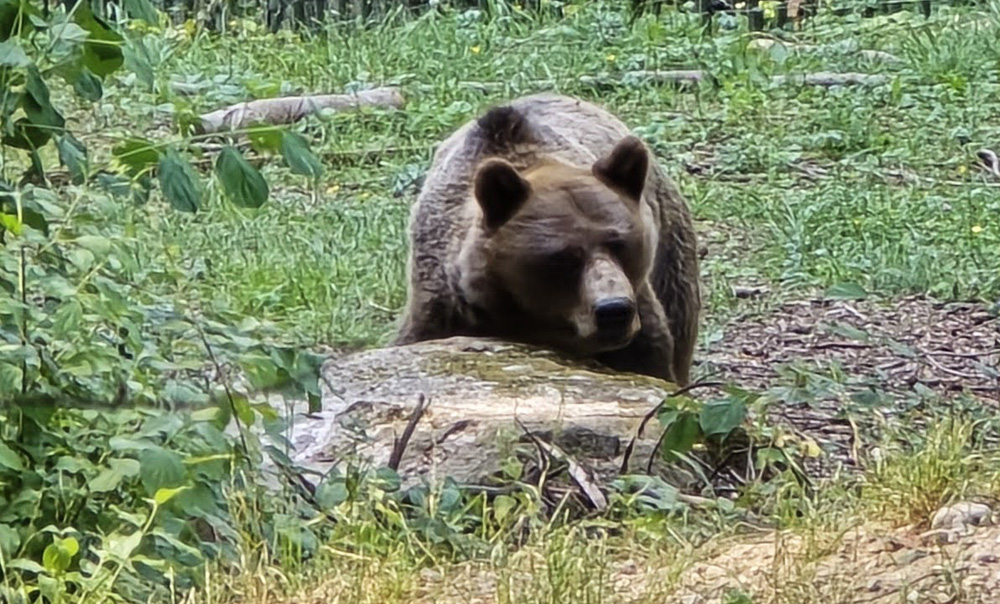 20240811 orso trentino parco spormaggiore (15)