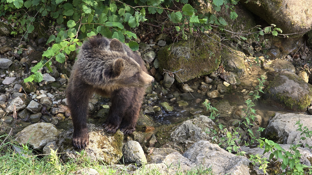 20240811-orso-trentino-parco-spormaggiore-18.jpg