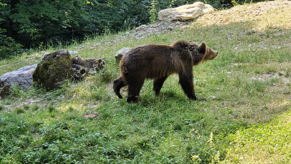 20240811 orso trentino parco spormaggiore (22)