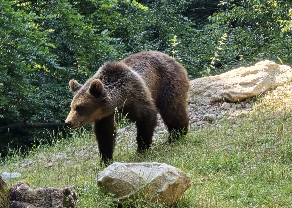 20240811 orso trentino parco spormaggiore (25)