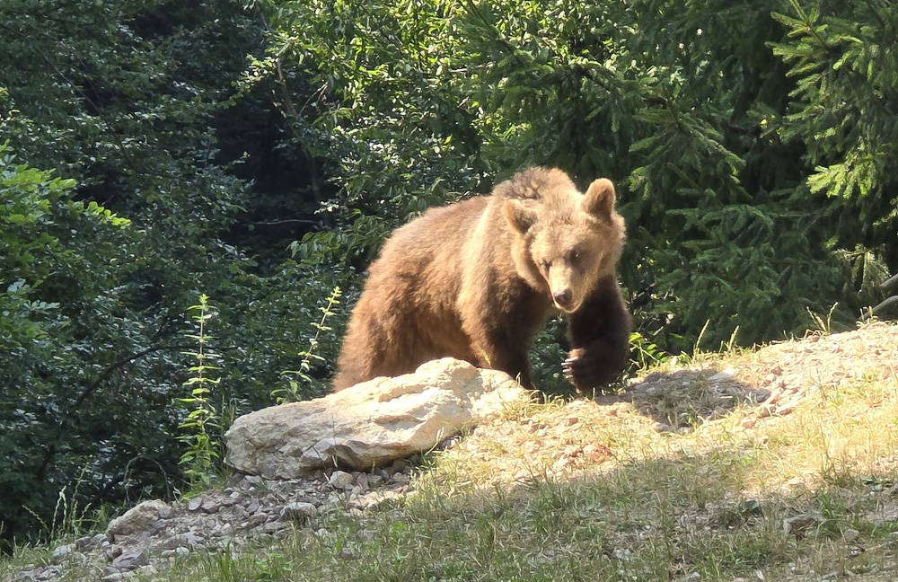 20240811 orso trentino parco spormaggiore (26)