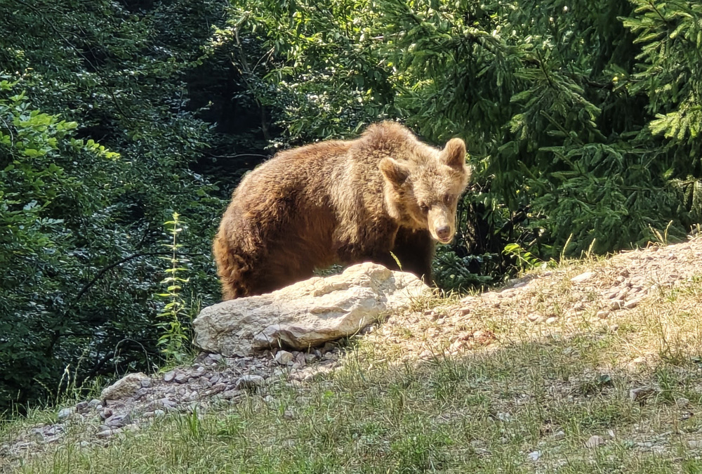 20240811 orso trentino parco spormaggiore (27)