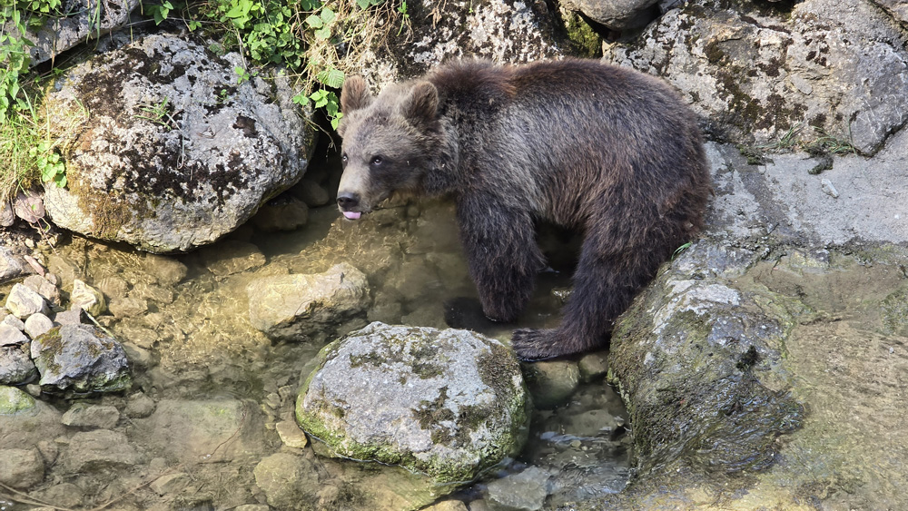 20240811 orso trentino parco spormaggiore (40)