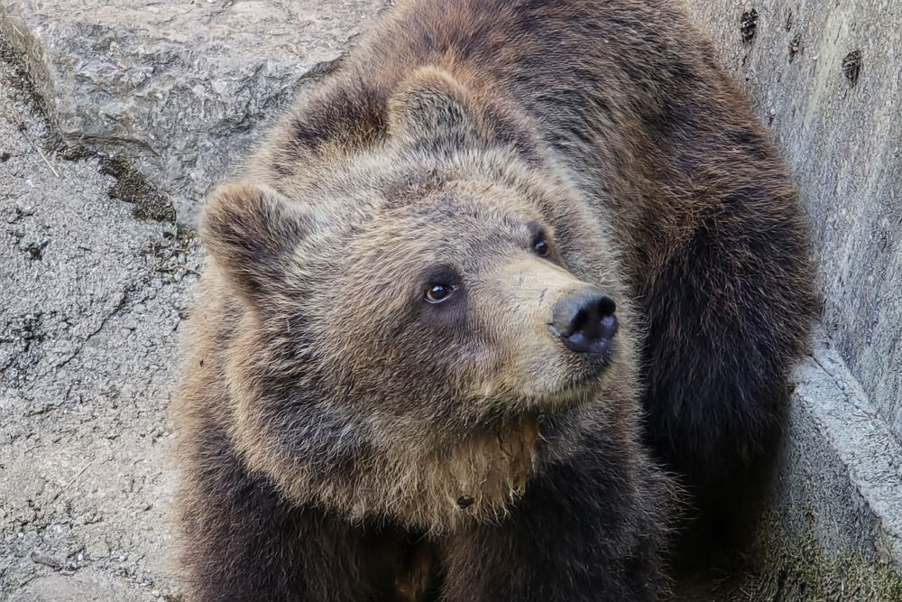 20240811 orso trentino parco spormaggiore (43)