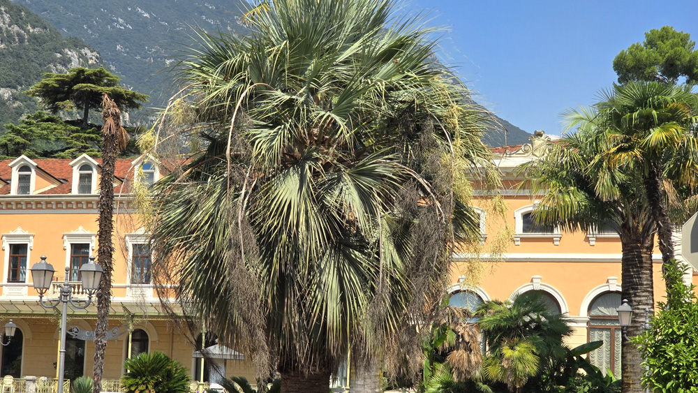 20240824_PALME MALATE ARCO BRUTTURE GIARDINI (1)