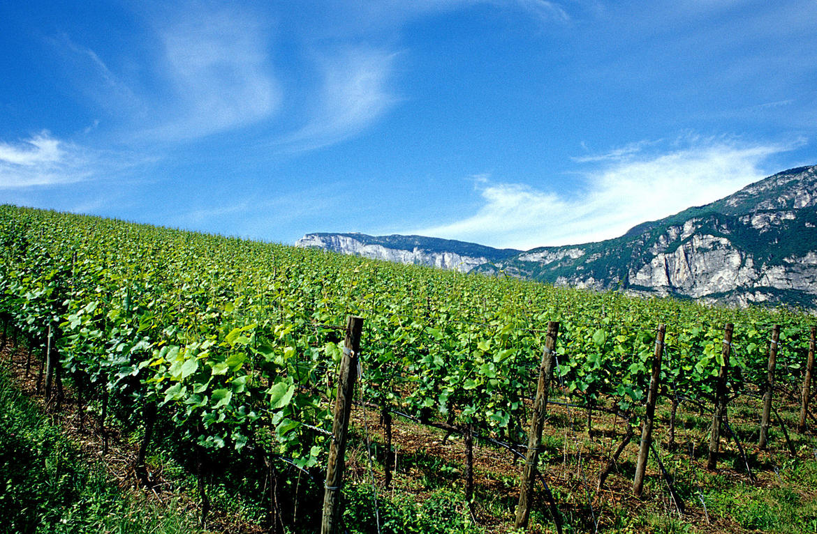 vigneto-1-campagna-agricoltura.jpg