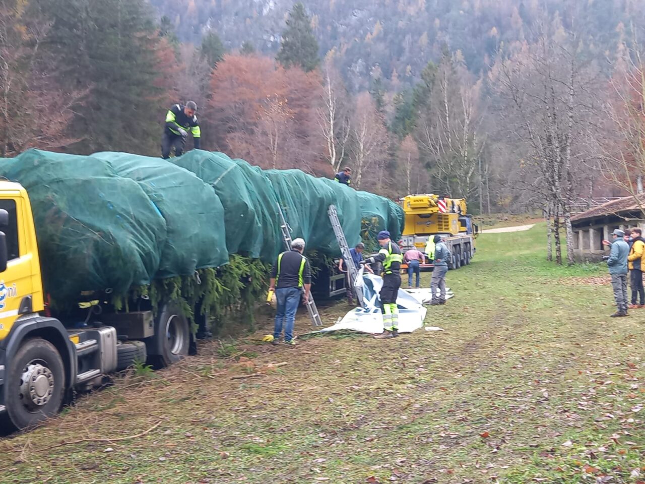 LEDRO ABETE NATALE SAN PIETRO (10)