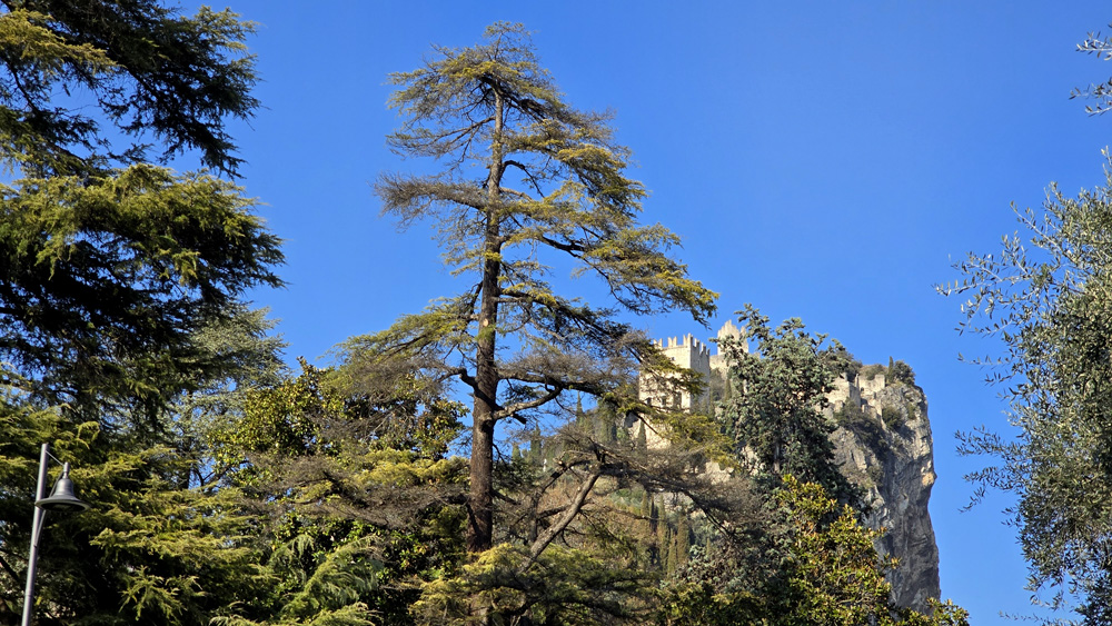 20250319_ALBERI MALATI GIARDINI ARCO (4)