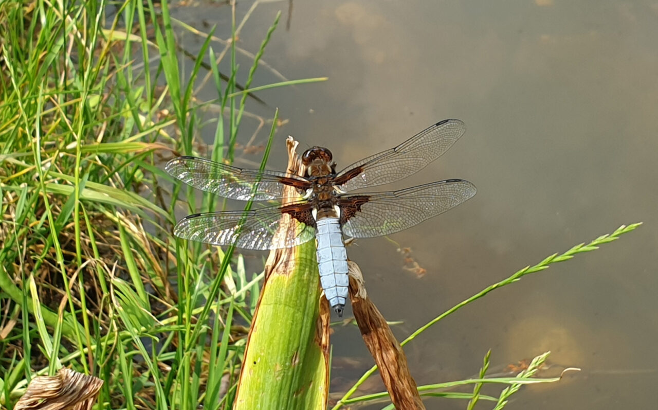 STAGNI E IVERSEN LIBELLULA_DEPRESSA_20240608_112402