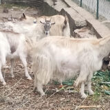 Lupo attacca le caprette alle porte di Castel Madruzzo