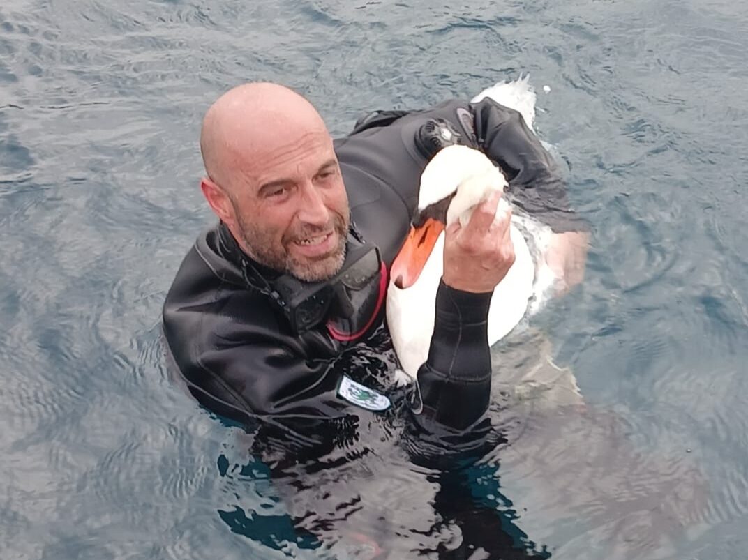 GUARDIA COSTIERA WWF SALVATAGGIO CIGNO GARDA (3)