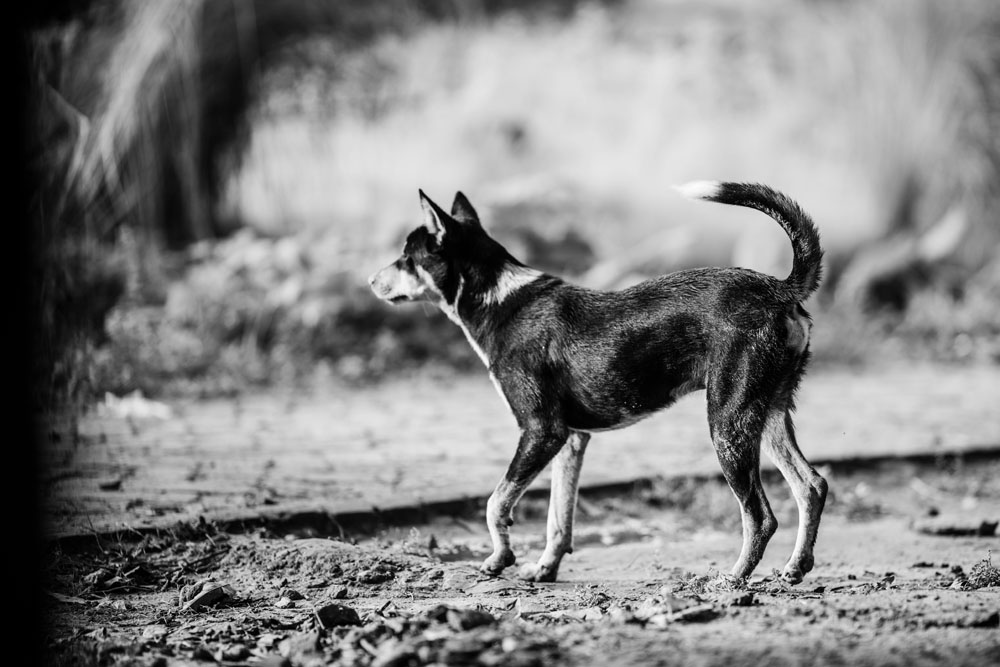 CANE-RANDAGIO-W2.jpg