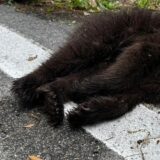 Investito e ucciso un piccolo di orso sulla Statale al Lago di Toblino