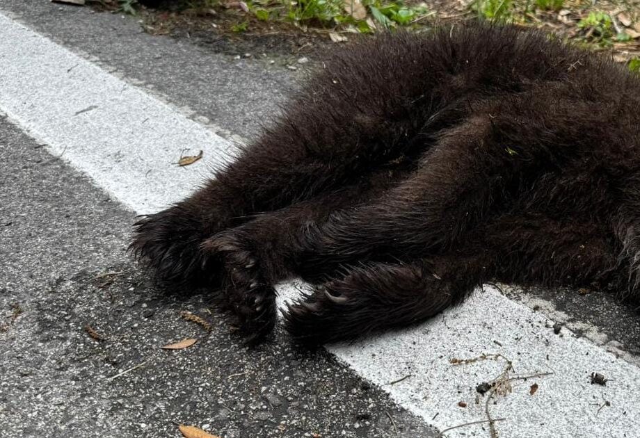 CUCCIOLO ORSO INVESTITO VEZZANO