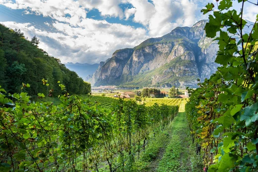 Vigneti ALTO GARDA