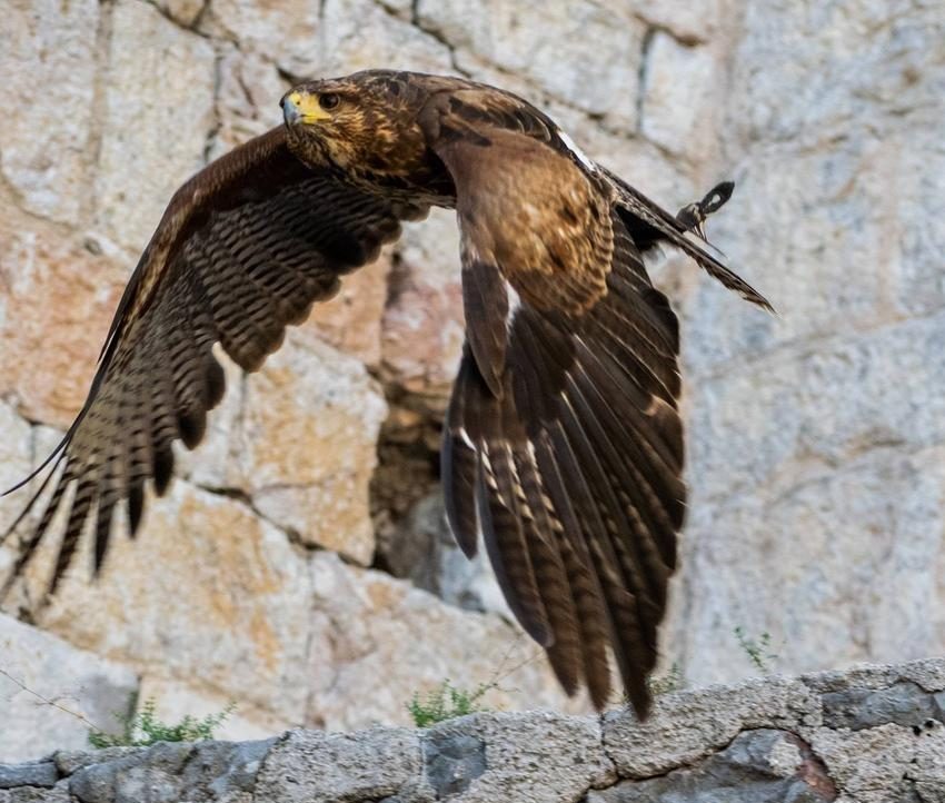 falconeria aquila