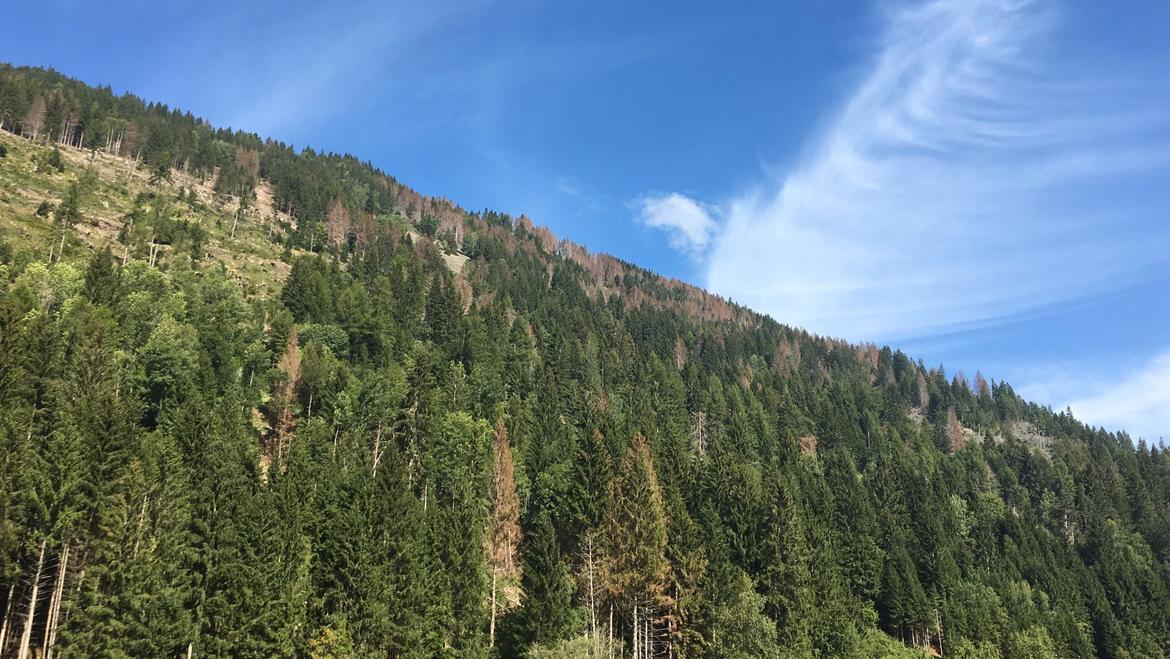 Bosco-trentino-bostrico