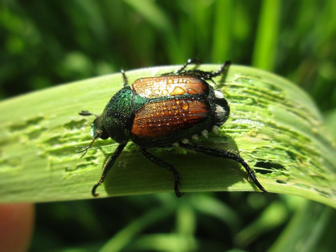 Popillia-japonica-Rutelidae SCARABEO GIAPPONESE
