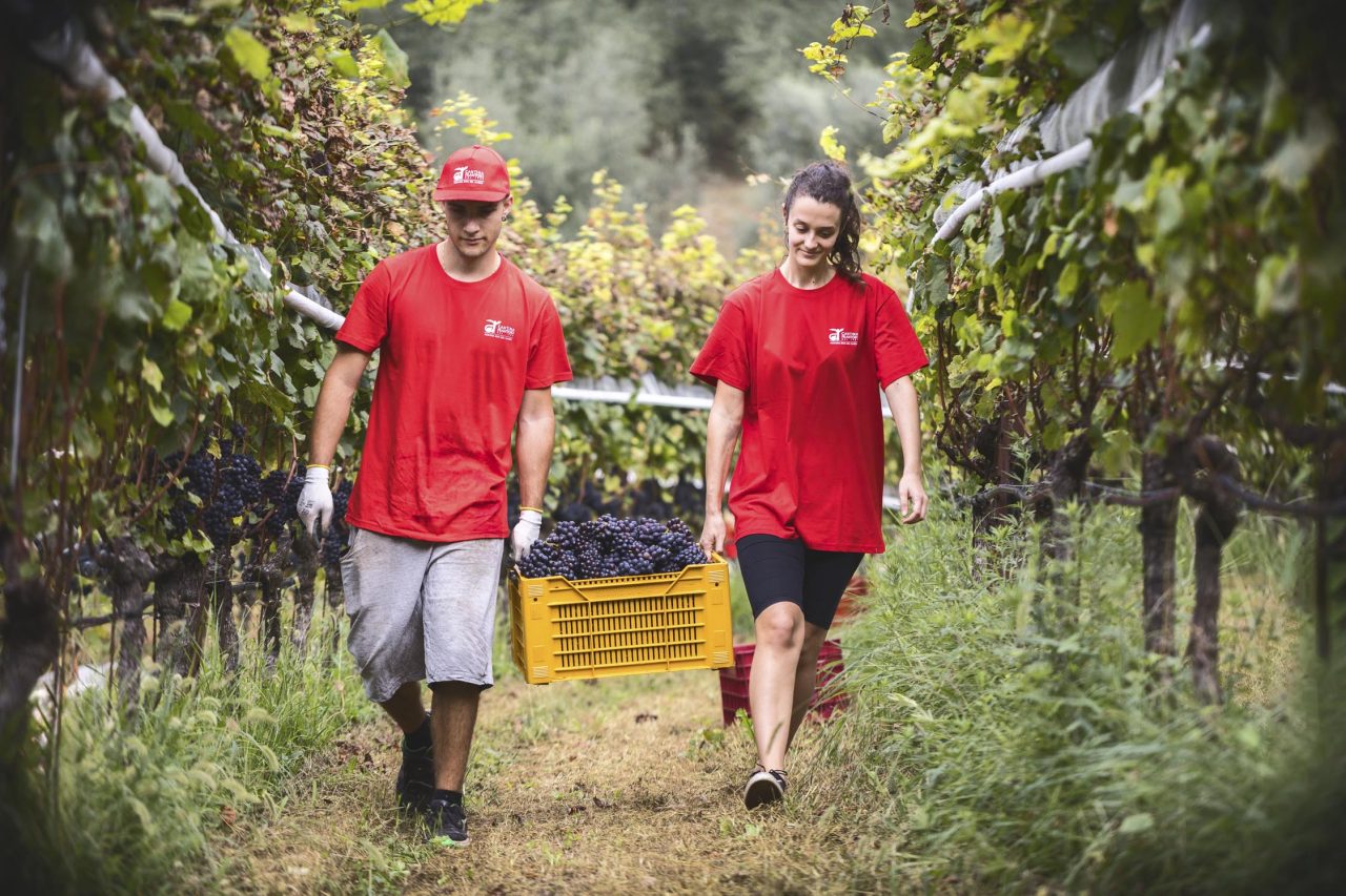 W 198-Vendemmia Maso Élesi