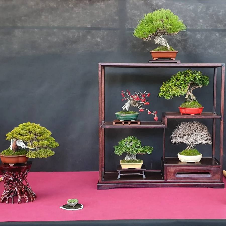 bonsai