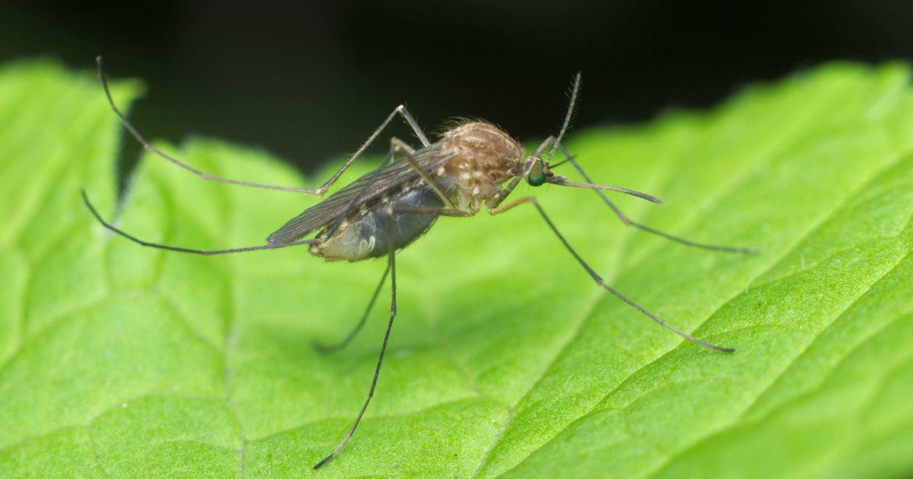 west nile zanzara 3