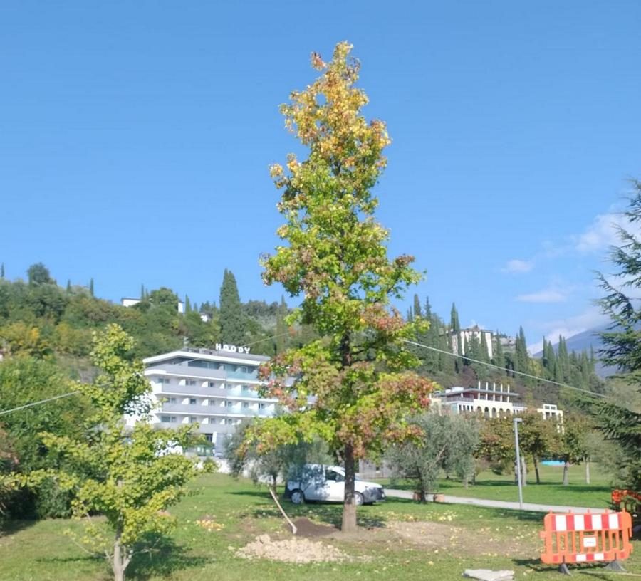albero da ospedale al parco braile Liquidambar styraciflua 04 (4)