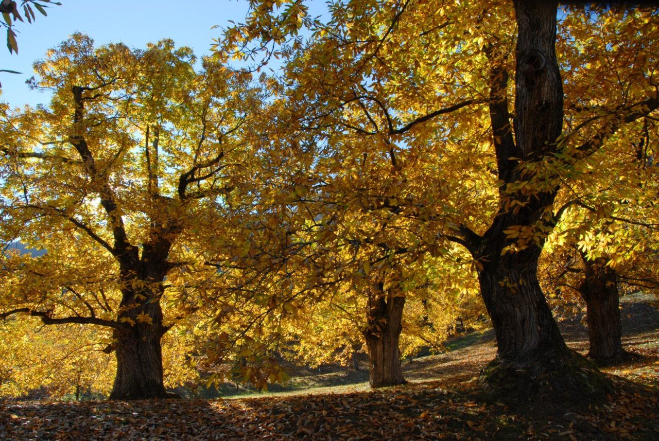 CASTAGNI-DRENA-CASTAGNE-BOSCO-AUTUNNO-1280x857.jpeg