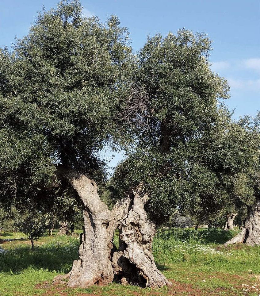 le piante immunizzate COPERTINA