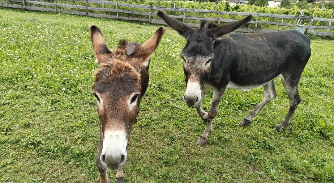 ASINELLI MASO CANOVA