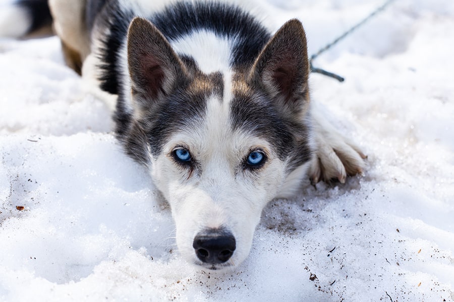 Alaskan+husky+on+leash+lying+in+snow-min