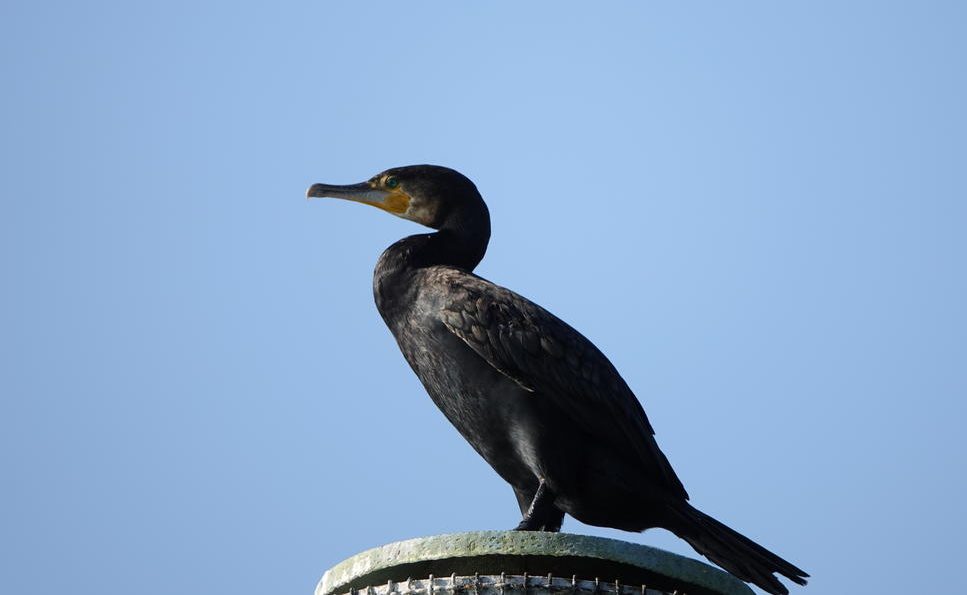 Cormorano
