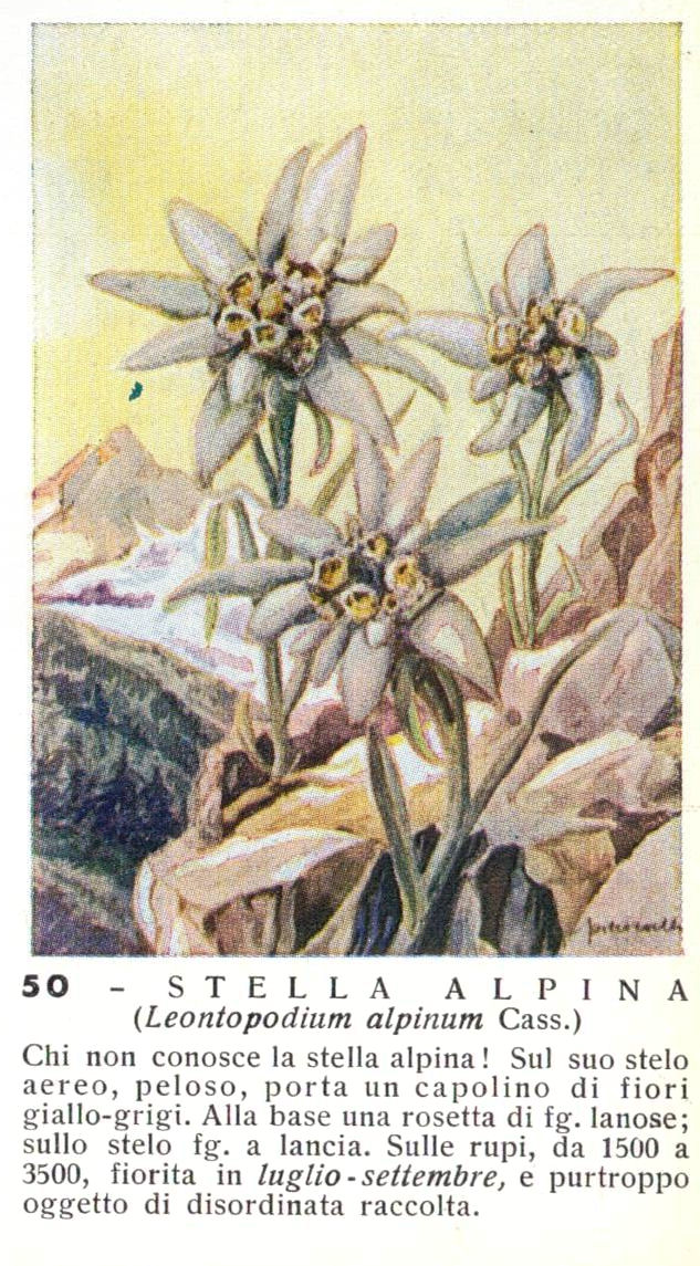 ifioridellealpi 04 stella alpina